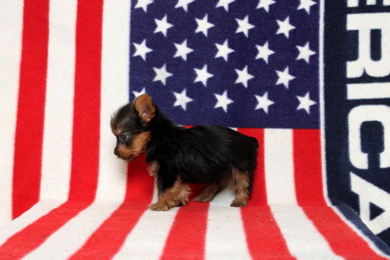 puppy, for, sale, Yorkshire Terrier, Matthew B. Stoltzfus, dog, breeder, Gap, PA, dog-breeder, puppy-for-sale, forsale, nearby, find, puppyfind, locator, puppylocator, aca